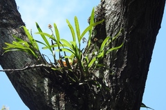 Prosthechea ochracea