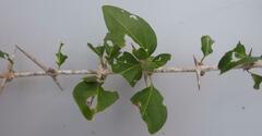 Plectroniella armata