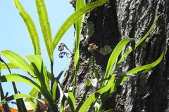 Prosthechea ochracea