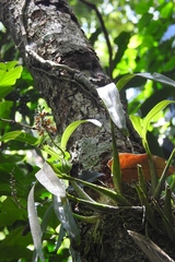 Prosthechea ochracea