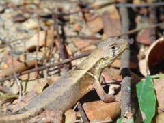 Stenocercus iridescens