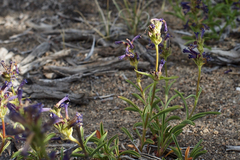 Penstemon heterodoxus heterodoxus