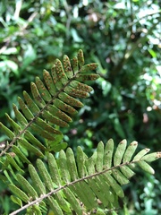 Pleopeltis polypodioides polypodioides