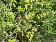 Euploea core amymone