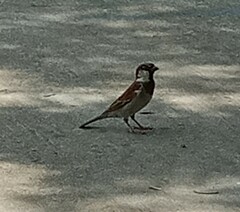 Passer domesticus