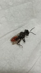 Astata boops