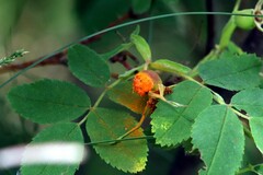 Phragmidium rosae-pimpinellifoliae