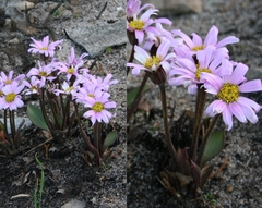 Mairia coriacea