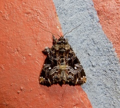 Callopistria rivularis