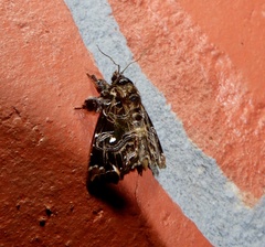 Callopistria rivularis