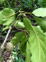 Quercus paxtalensis