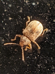 Demotina modesta