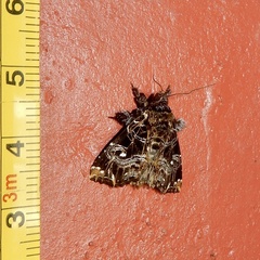 Callopistria rivularis