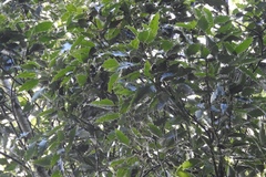 Quercus paxtalensis