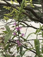 Lythrum salicaria
