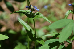Penstemon attenuatus