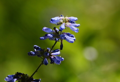 Penstemon attenuatus