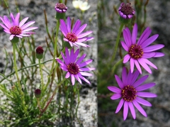 Senecio cymbalarifolius