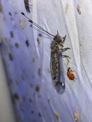 Ululodes quadripunctatus