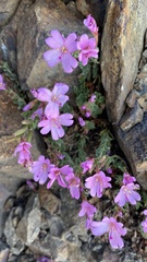 Epilobium obcordatum