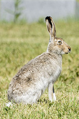 Lepus townsendii