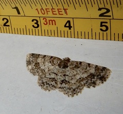 Myrioblephara