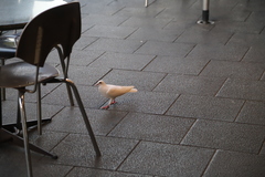 Columba livia domestica