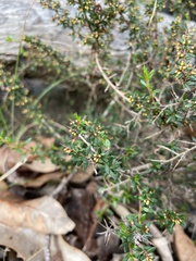 Cryptandra arbutiflora
