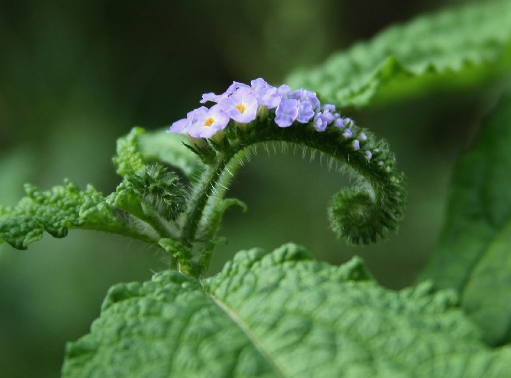 Heliotropioideae