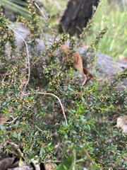 Cryptandra arbutiflora