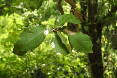 Quercus peduncularis
