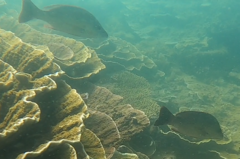 Lutjanus lemniscatus