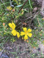Hibbertia hypericoides hypericoides