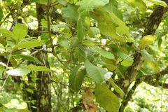 Quercus peduncularis