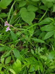 Hylodesmum nudiflorum