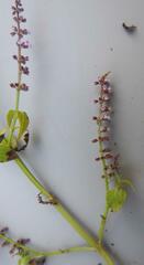 Basilicum polystachyon