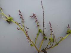 Basilicum polystachyon