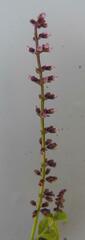 Basilicum polystachyon