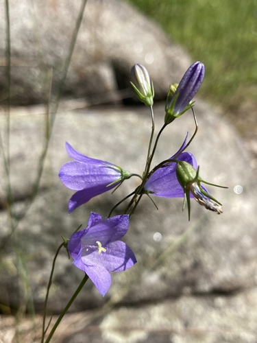 Campanule intermédiaire