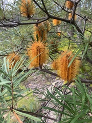Banksia collina
