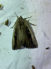 Catocala herodias gerhardi