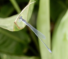 Aciagrion approximans