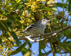 Herpsilochmus longirostris