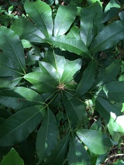 Forchhammeria trifoliata