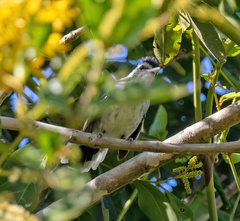 Herpsilochmus longirostris