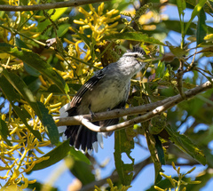 Herpsilochmus longirostris