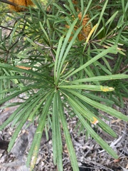 Banksia collina