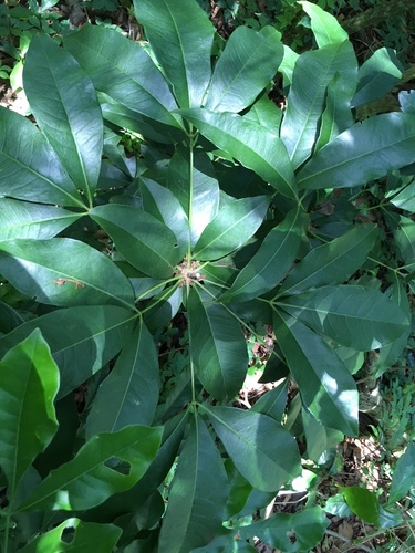 Forchhammeria trifoliata (Forchhammeria trifoliata)