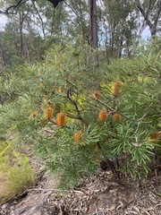 Banksia collina