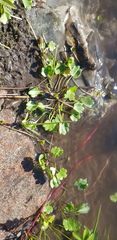 Ranunculus natans